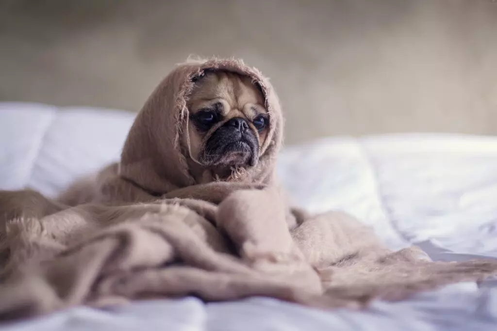 Pug looking like it's not had a good night's sleep
